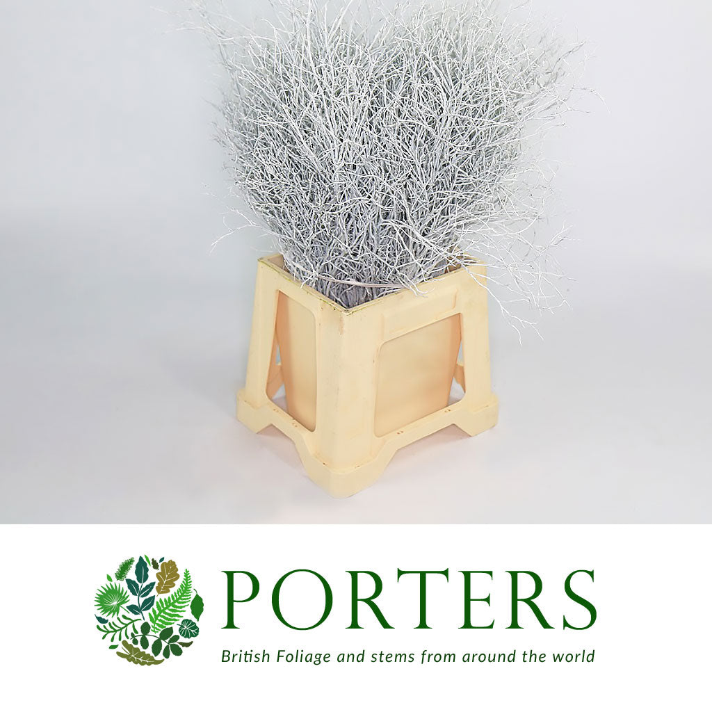 Bog Myrtle &#39;Painted or Glittered&#39; (Various Colours) (Bundle)