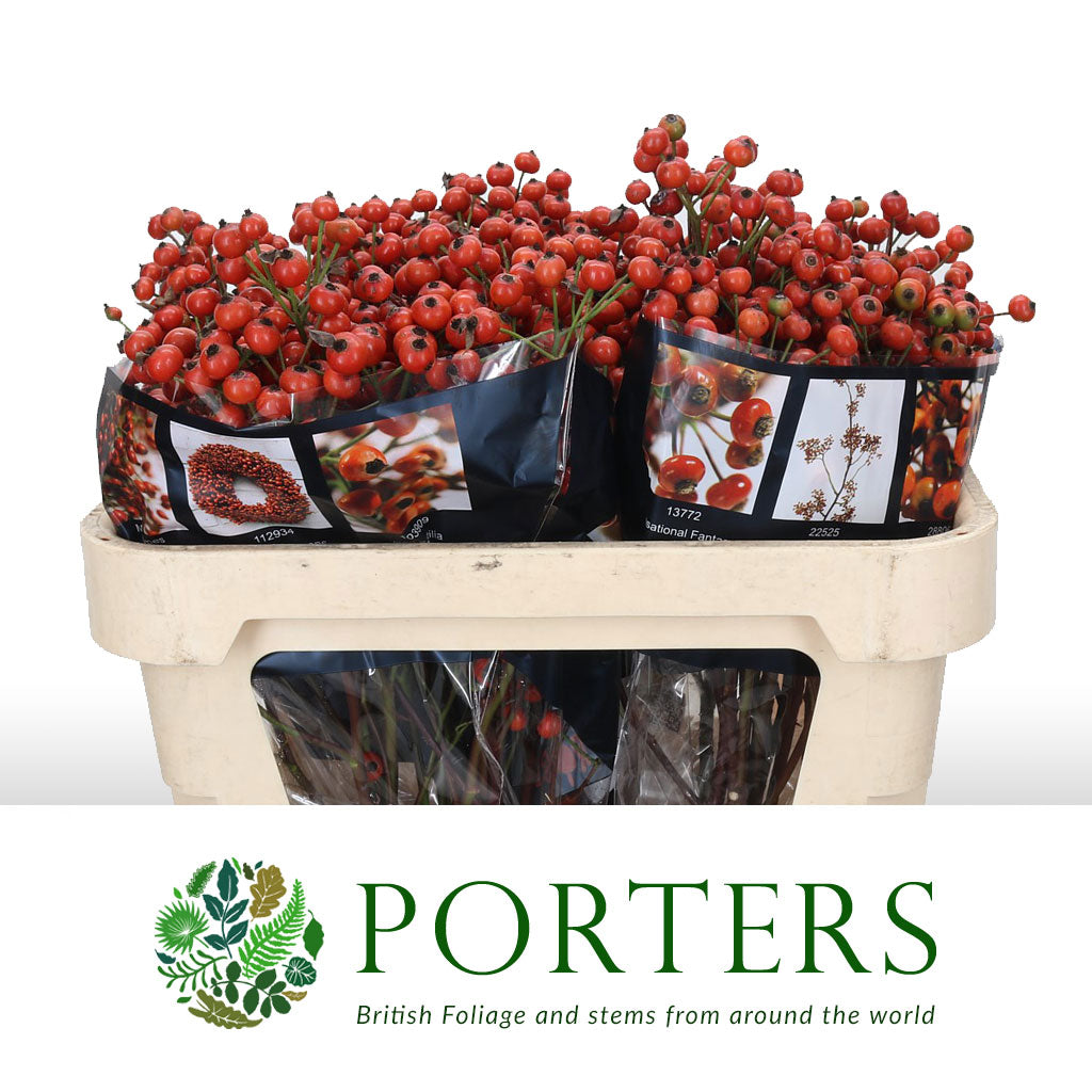 Rose Hips 'Hip Hop' (Various Heights)