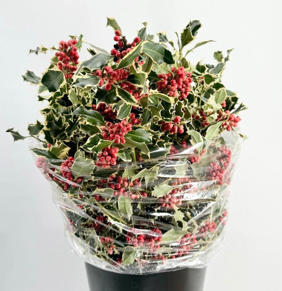 Holly &#39;Variegated&#39; 60cm 400g