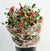 Holly 'Variegated' 60cm 400g