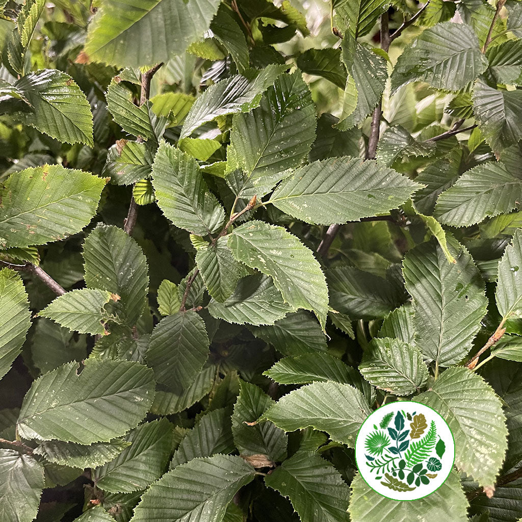 Hornbeam &#39;Foliage&#39; (Wild) (Various Sizes)