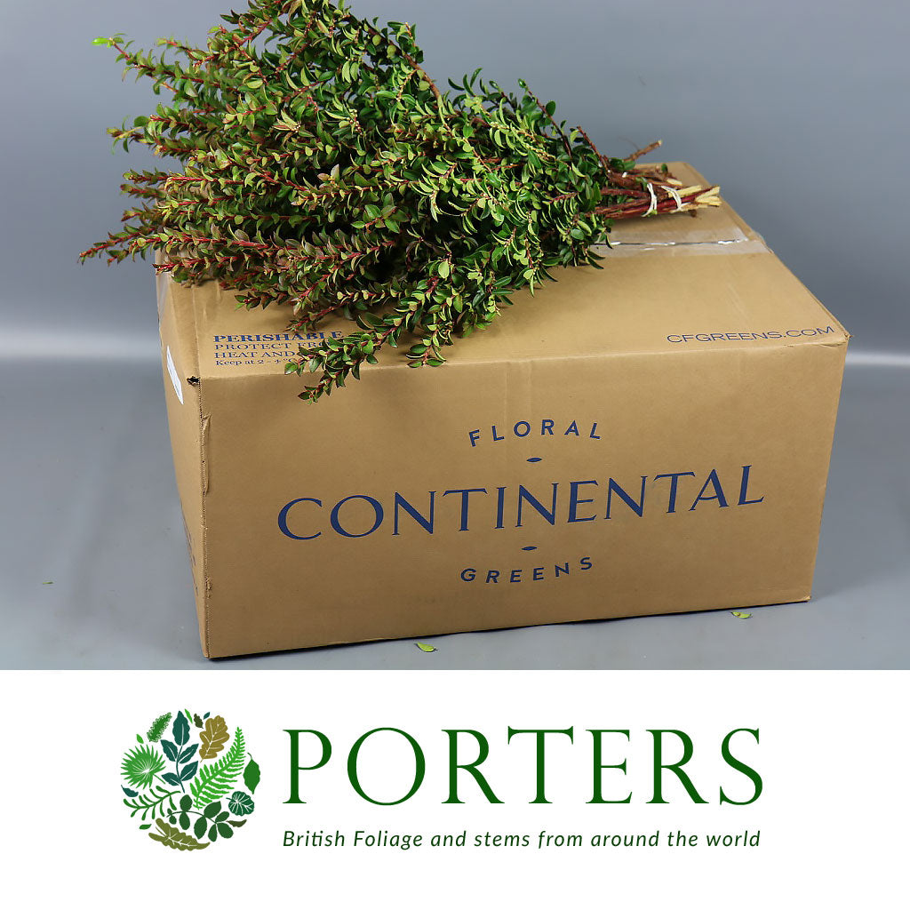 Huck &#39;Red Foliage&#39; (Various Lengths)