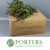Huck 'Red Foliage' (Various Lengths)