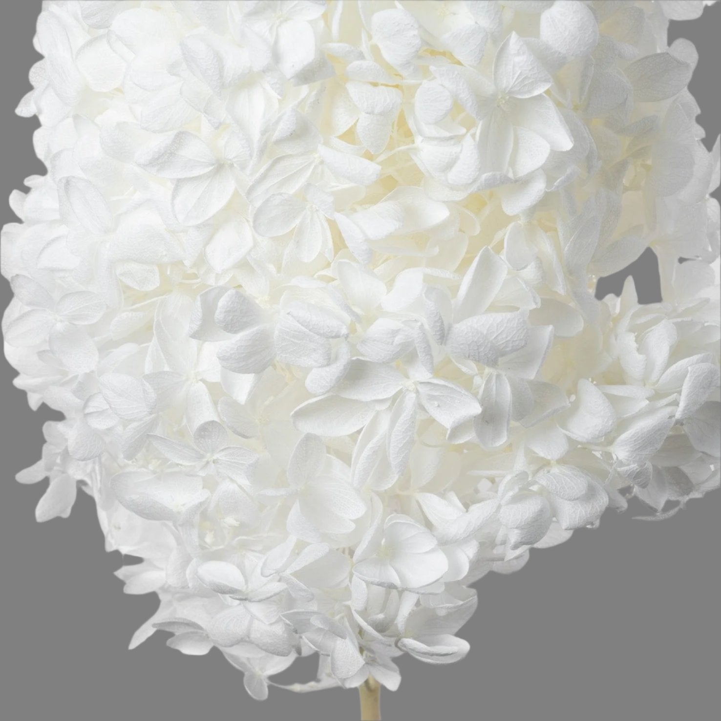 Hydrangea Flower Tower (Bleached) (DRY) 70cm