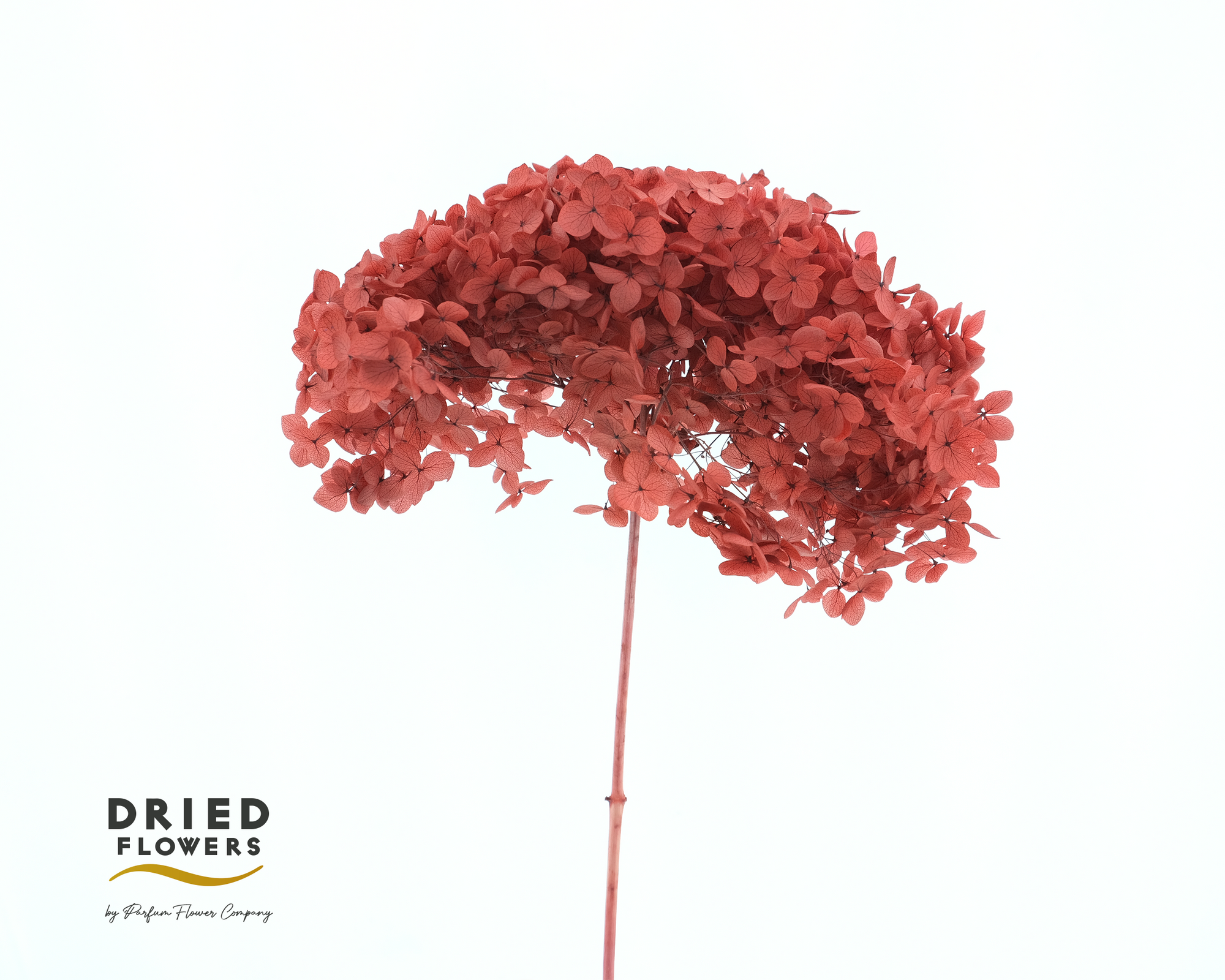 Hydrangea Flower 'Anna' 70cm (Various Colours) (Bleached) (DRY)