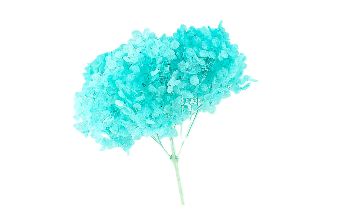 Hydrangea Flower &#39;Anna&#39; 70cm (Various Colours) (Bleached) (DRY)