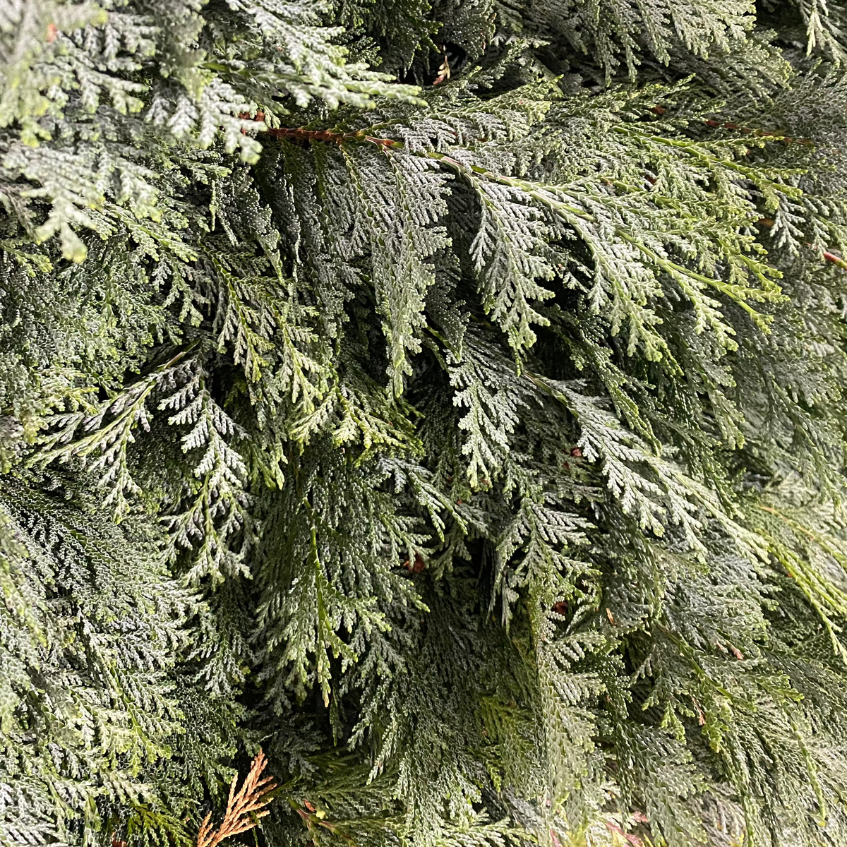 Conifer &#39;Flat&#39; (Wild) &#39;Cypressus&#39; (Various Types)