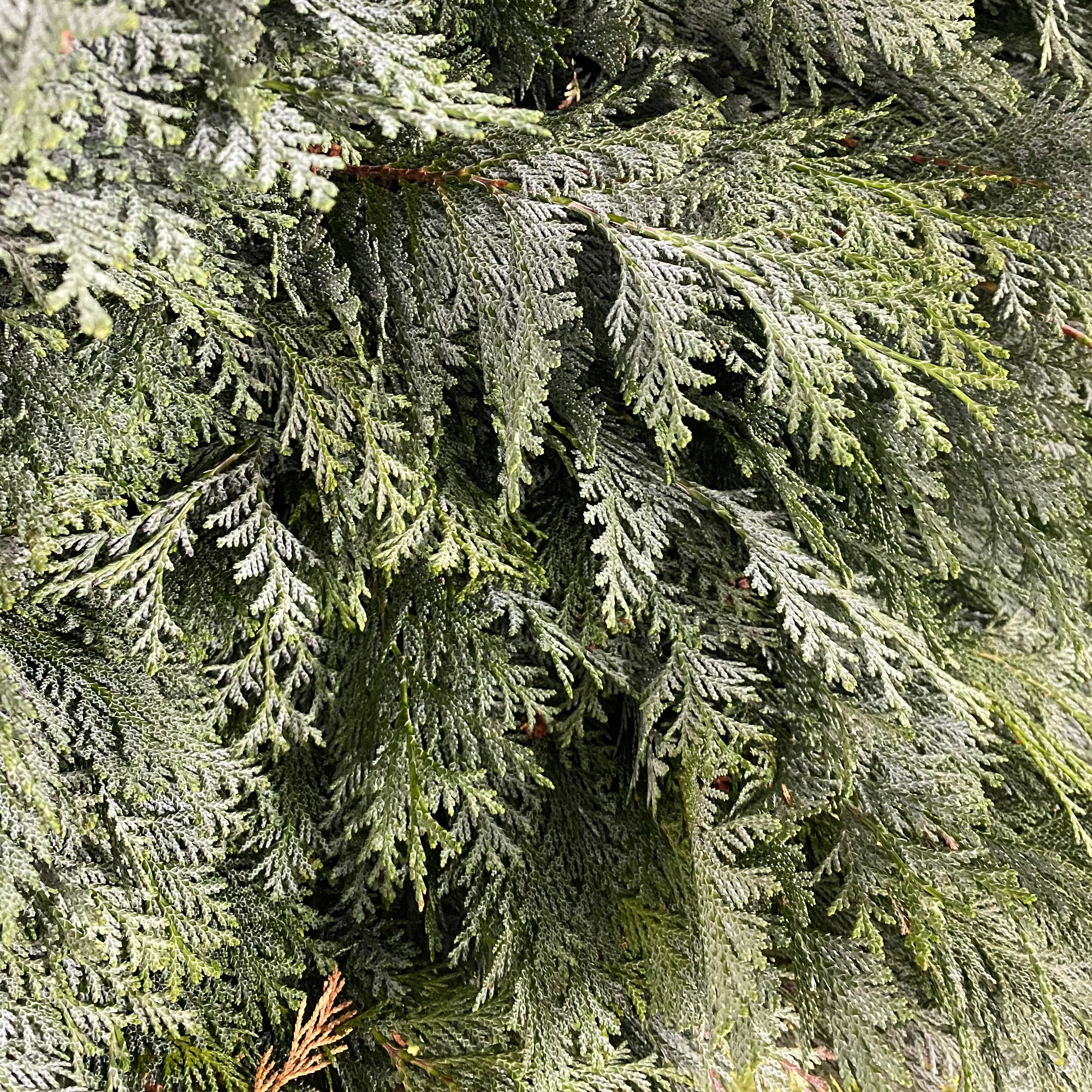 Conifer 'Flat' (Wild) 'Cypressus' (Various Types)