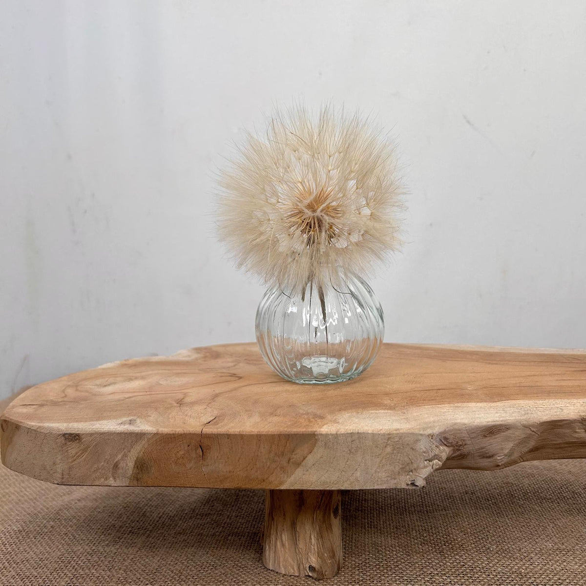 Dried Bleached Dandelion in Vase (Set of 4)