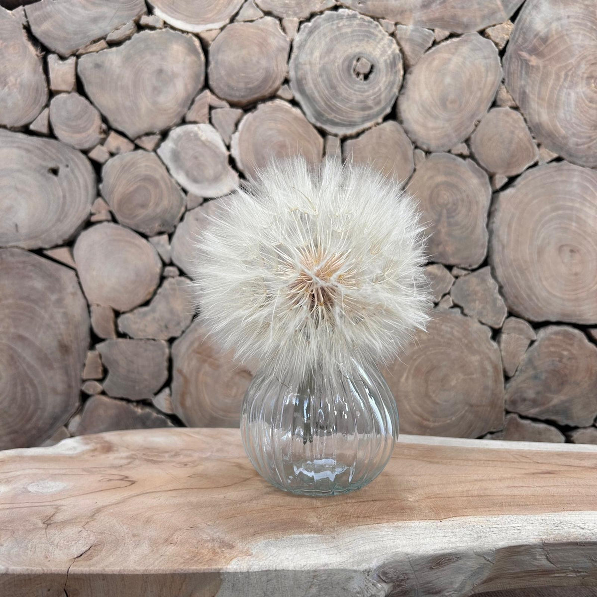 Dried Bleached Dandelion in Vase (Set of 4)