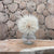 Dried Bleached Dandelion (Various Types)