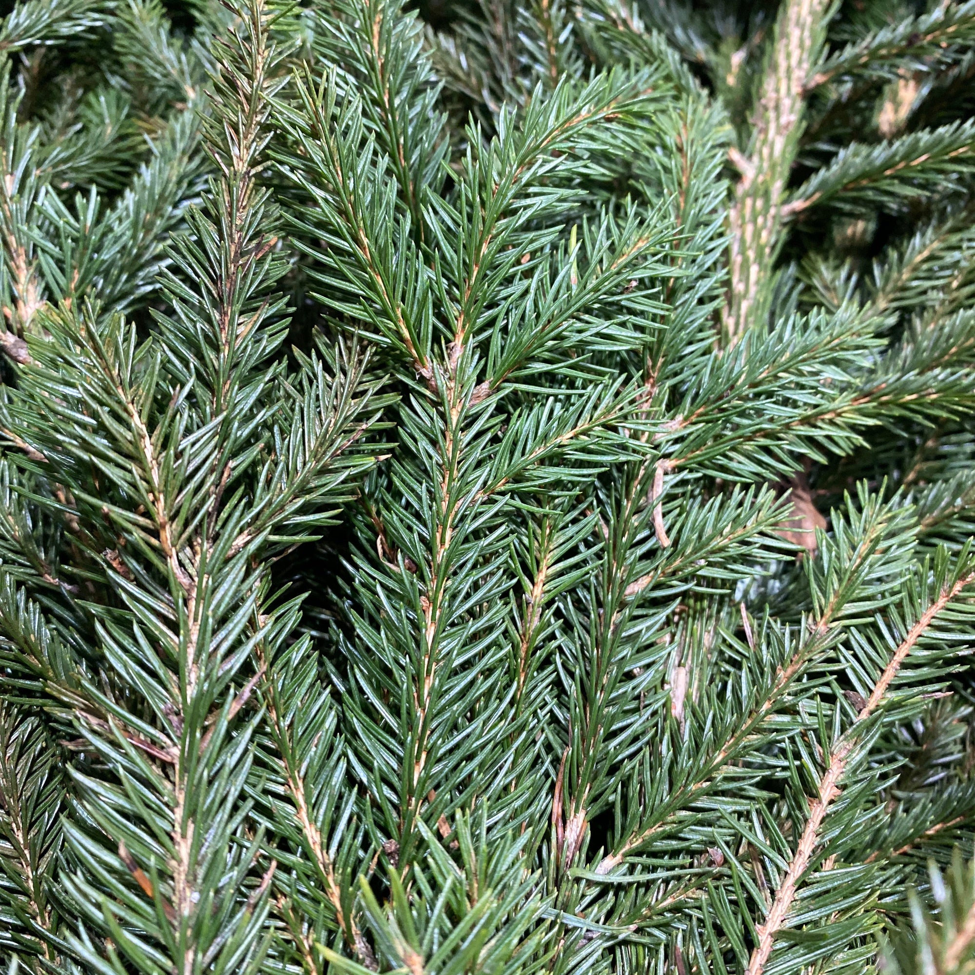 Spruce (Wild) (Various Types & Sizes)