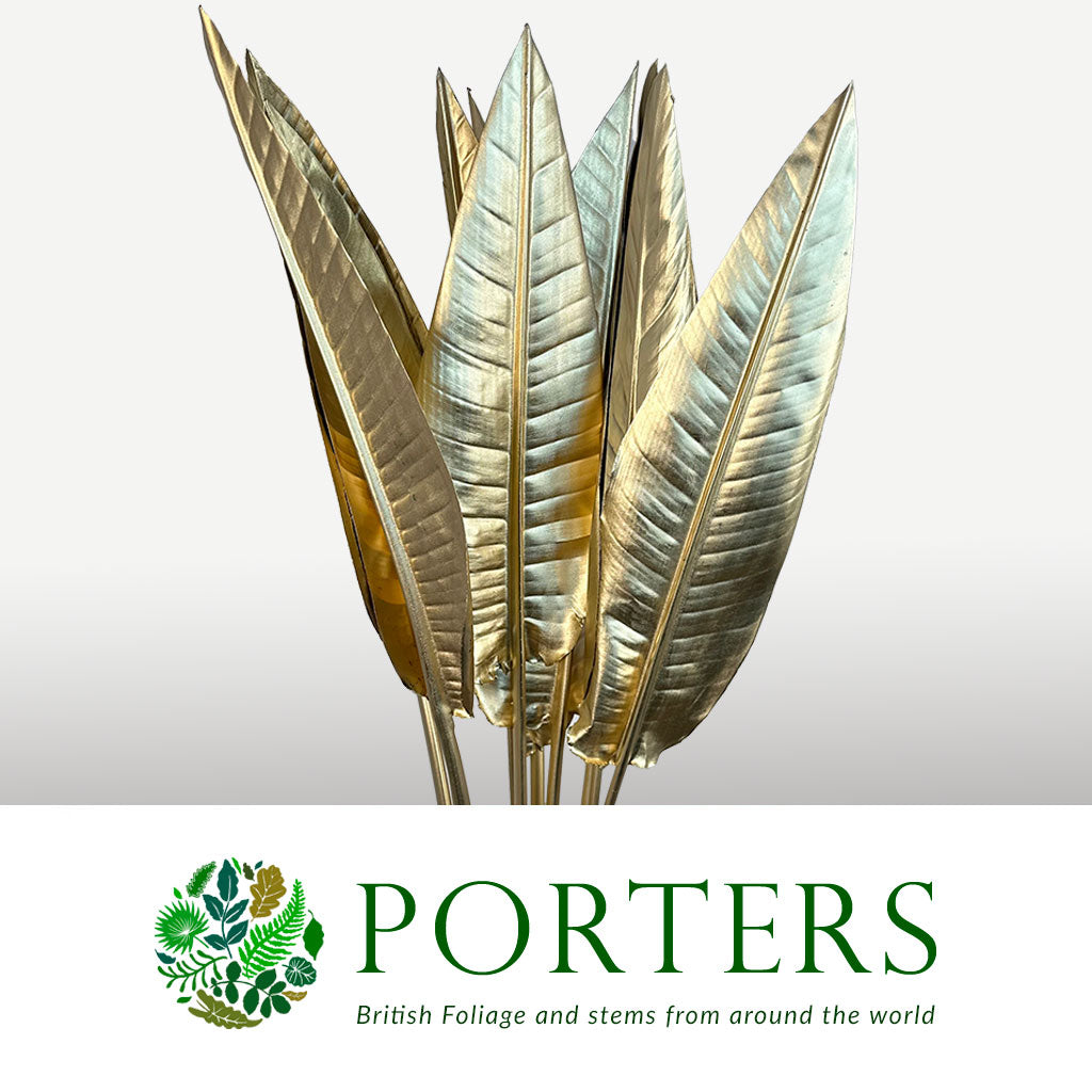 Strelitzia 'Leaves' Painted (Various Colours) (x10)