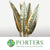 Strelitzia 'Leaves' Painted (Various Colours) (x10)
