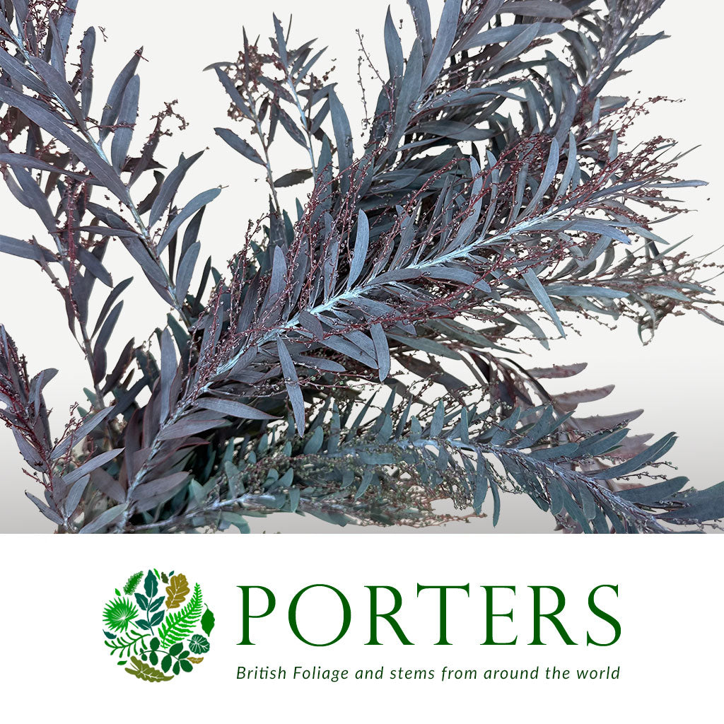 Mimosa &#39;Silver Moon&#39; Red Aspirated 60cm 200g