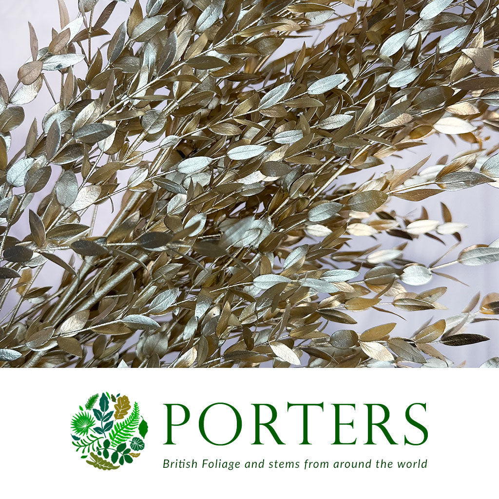 Eucalyptus &#39;Parvifolia&#39; (Painted) (Various Colours)