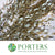 Eucalyptus 'Parvifolia' (Painted) (Various Colours)
