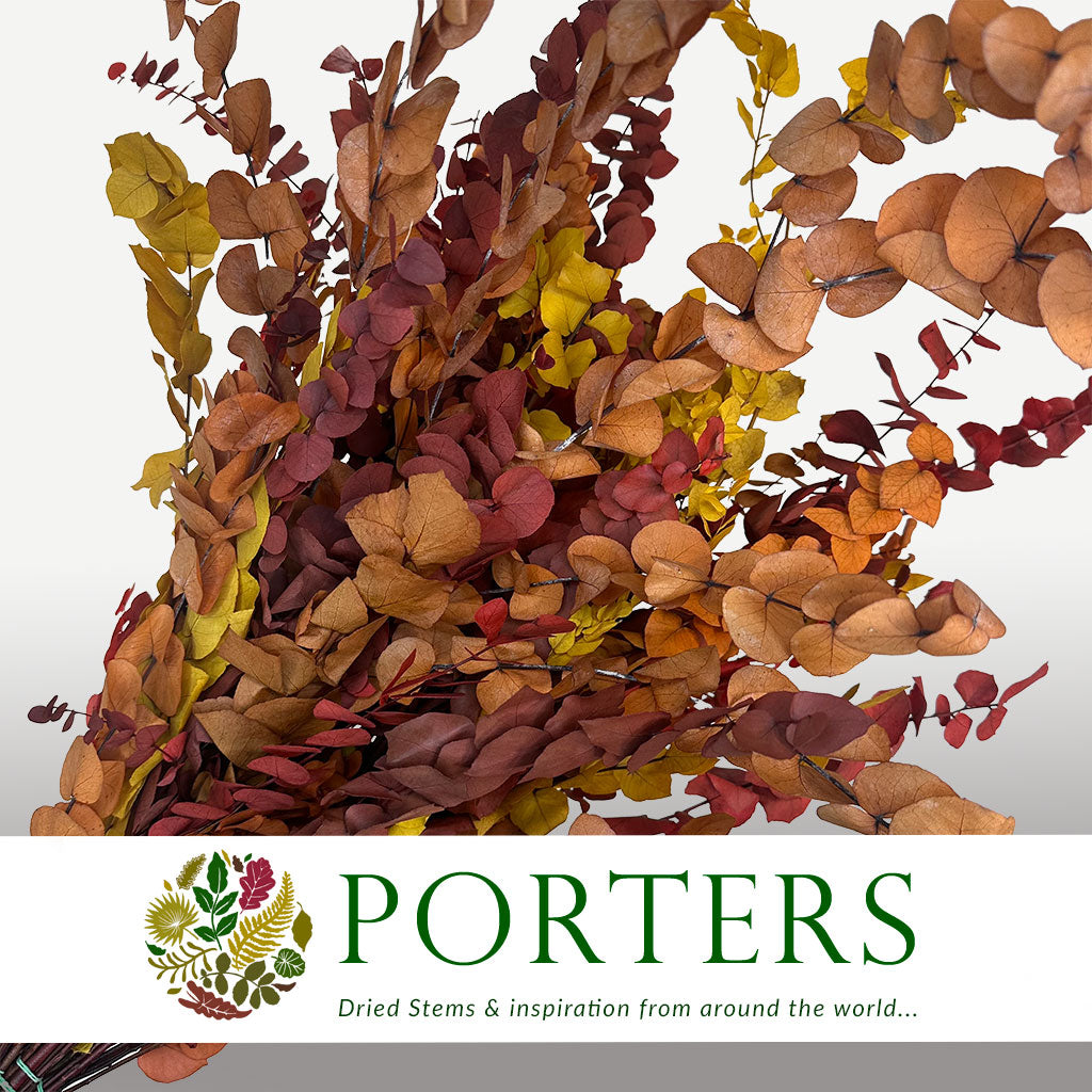 Eucalyptus 'Stuartiana' (Stabilised) (DRY) (Various Colours)