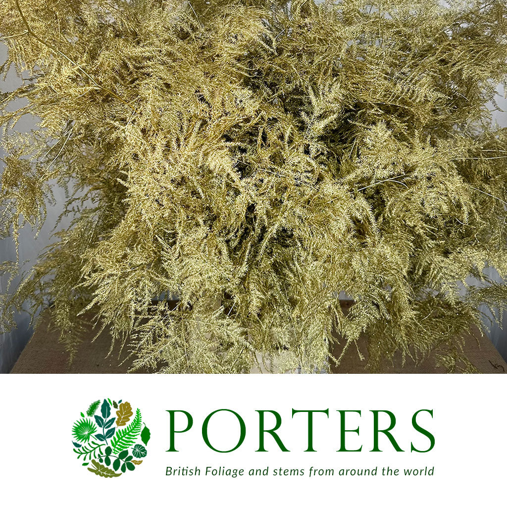 Fern &#39;Asparagus&#39; (Painted/Glitter) 85cm (Various Colours) (x50)