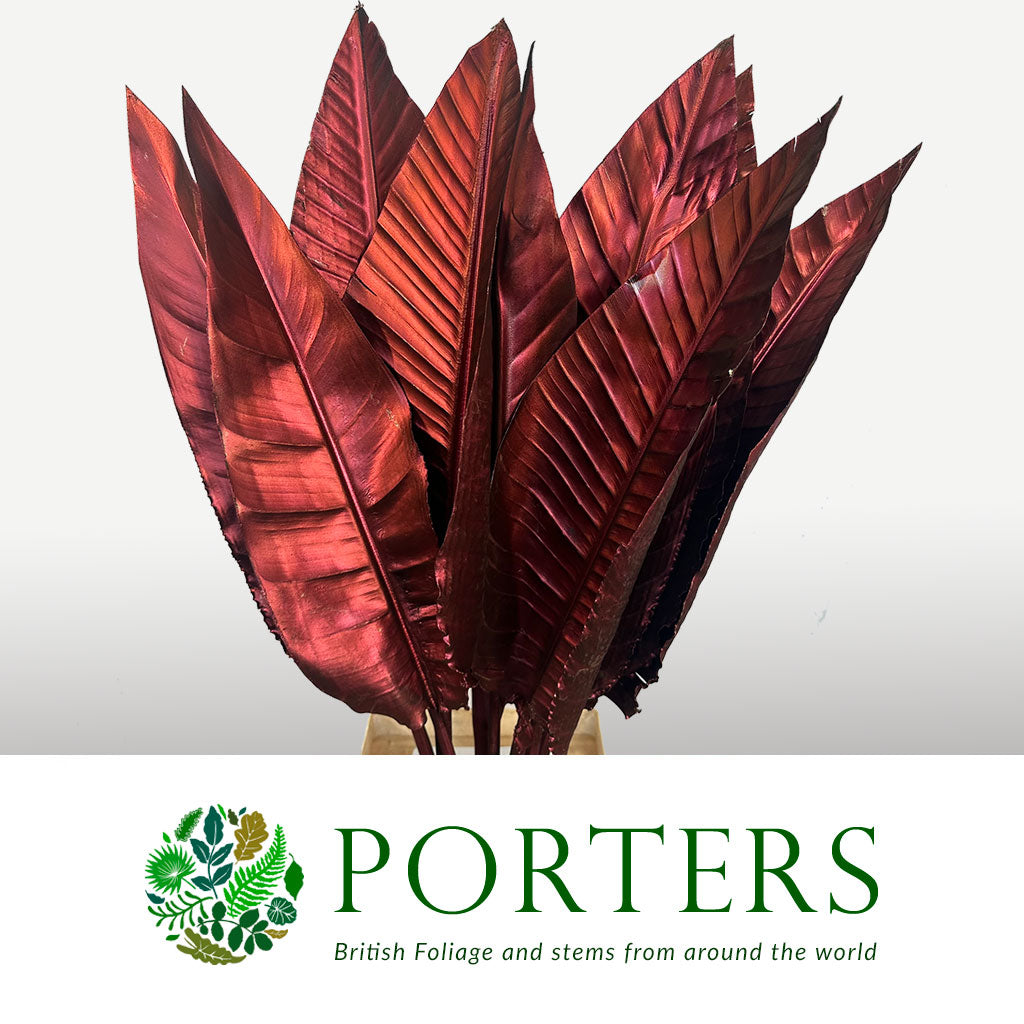 Strelitzia &#39;Leaves&#39; Painted (Various Colours) (x10)