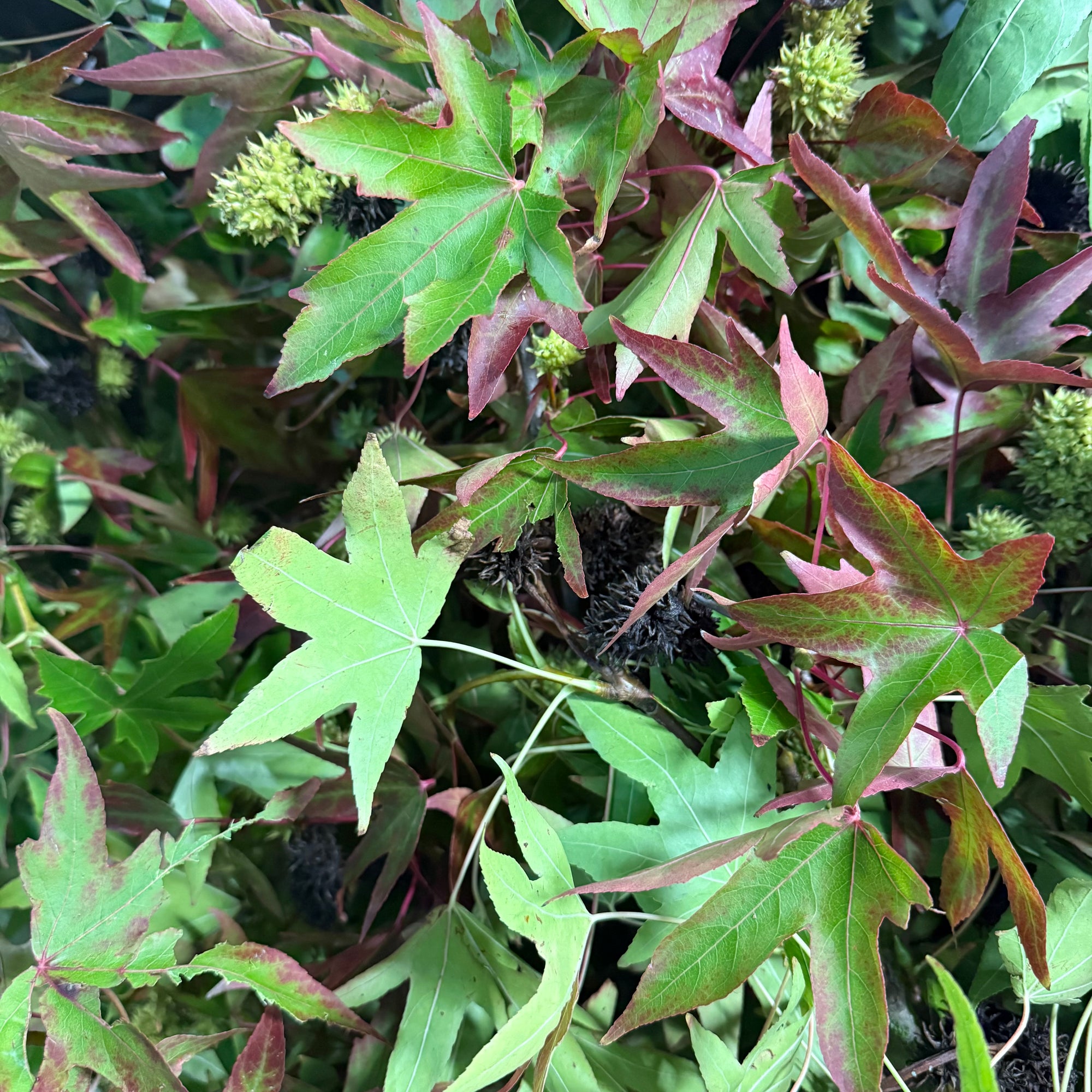 Sweetgum (Wild) (Various Sizes)