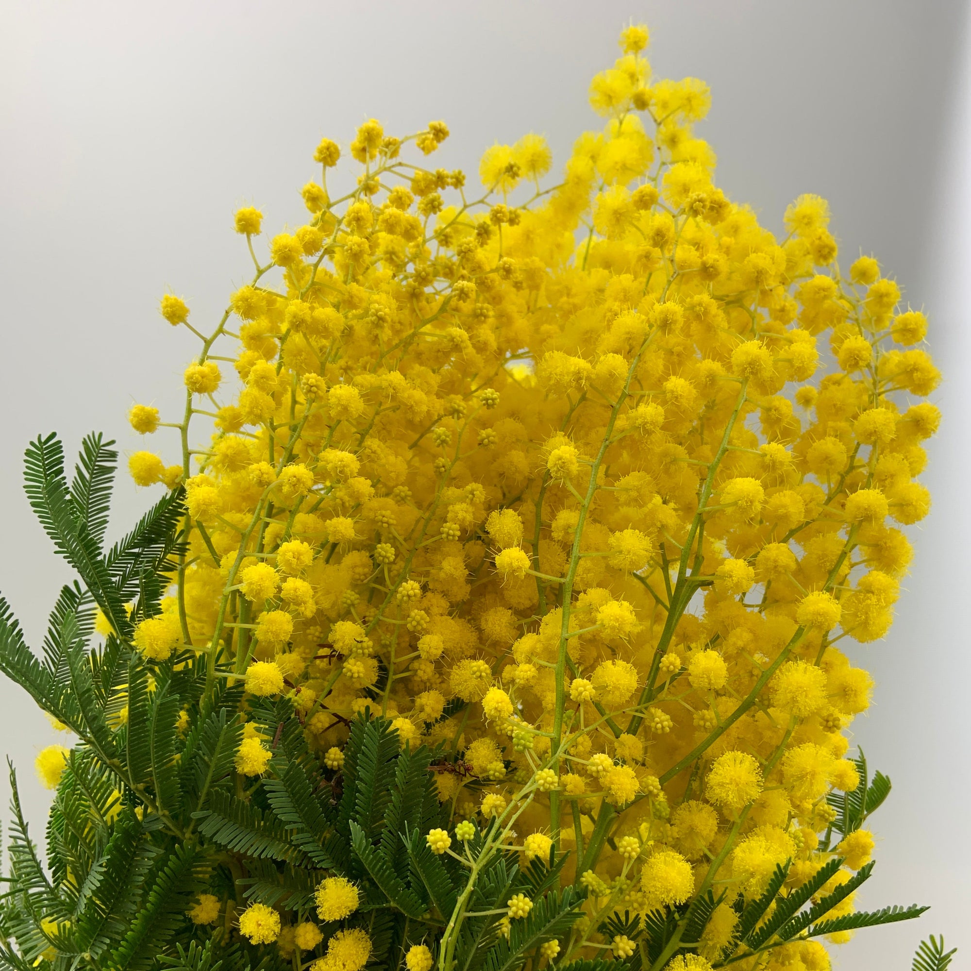 Mimosa 'Mirandole' (Various Sizes)
