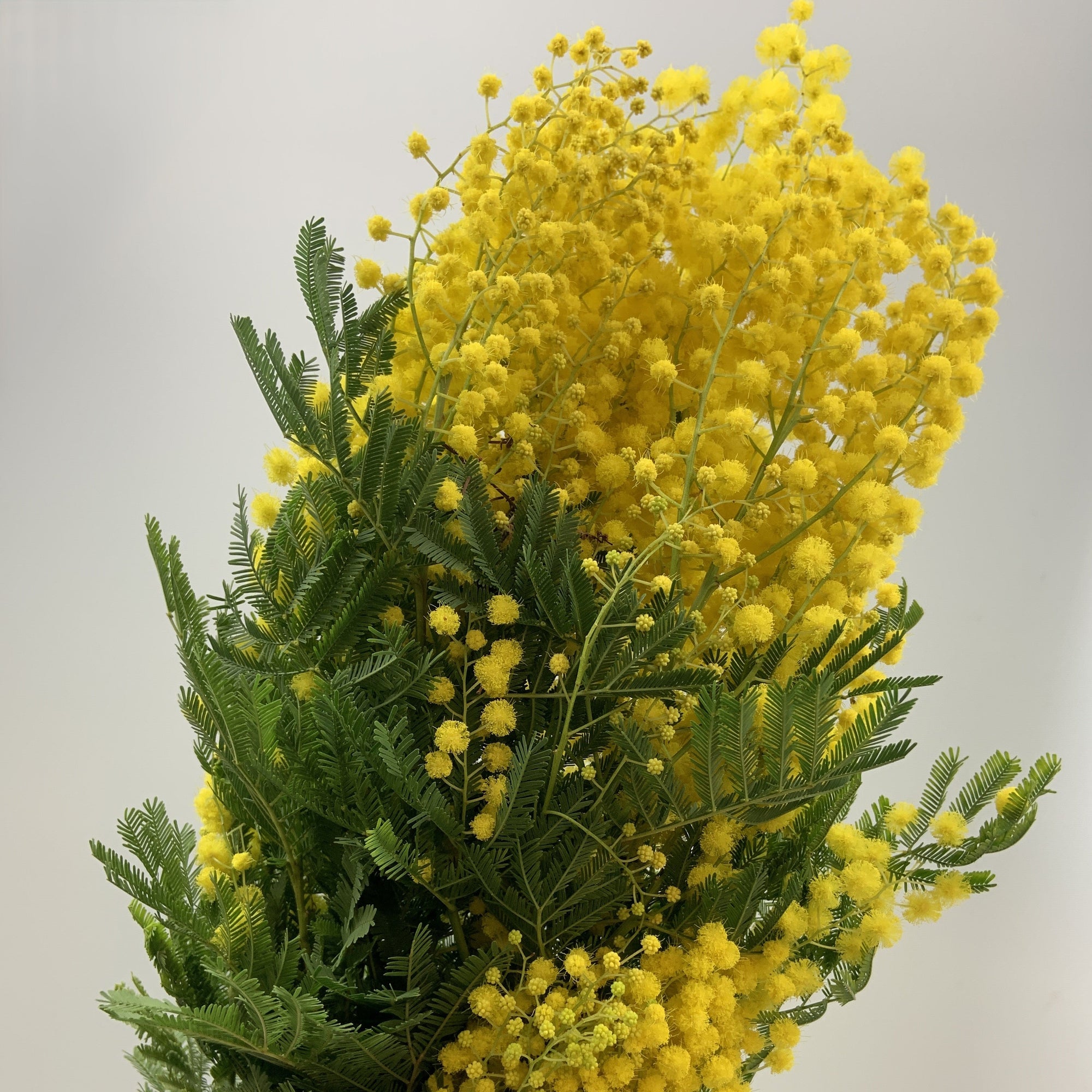 Mimosa 'Mirandole' (Various Sizes)