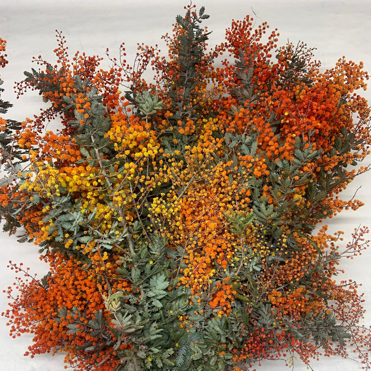 Mimosa &#39;Silver Queen&#39; (Aspirated Red)