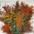 Mimosa 'Silver Queen' (Aspirated Red)