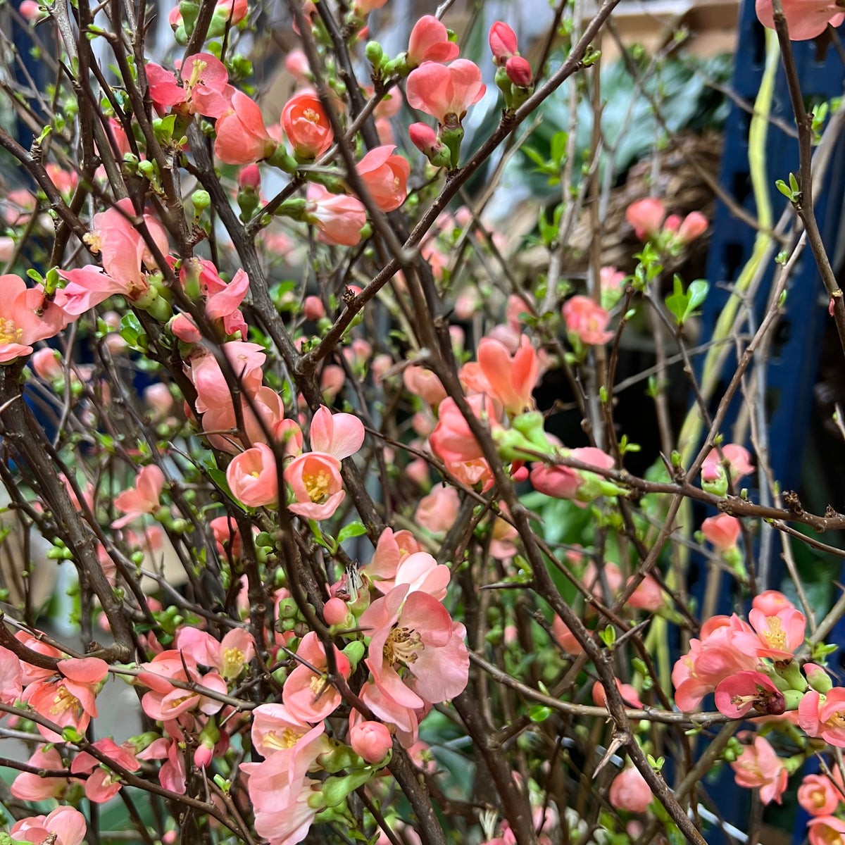 Blossom &#39;Quince&#39; (Salmon Pink) (Various Lengths)
