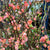 Blossom 'Quince' (Salmon Pink) (Various Lengths)