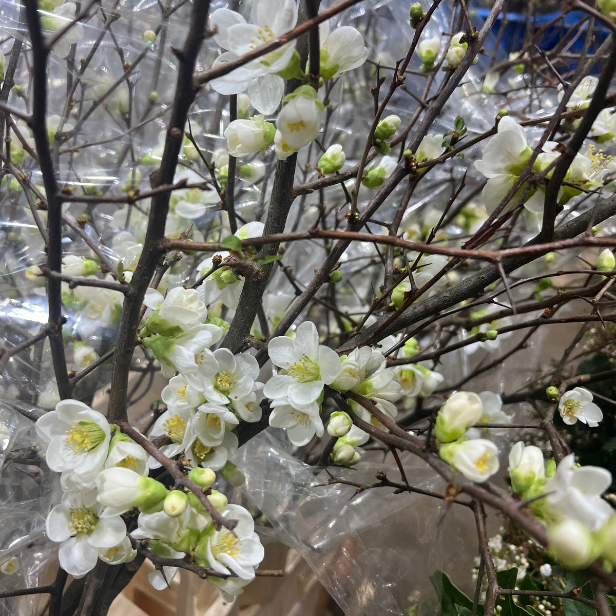 Blossom &#39;Quince&#39; White (Various Lengths)
