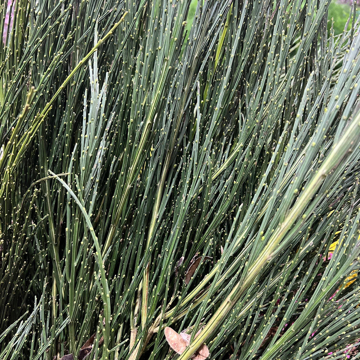 Broom Tall (Wild)