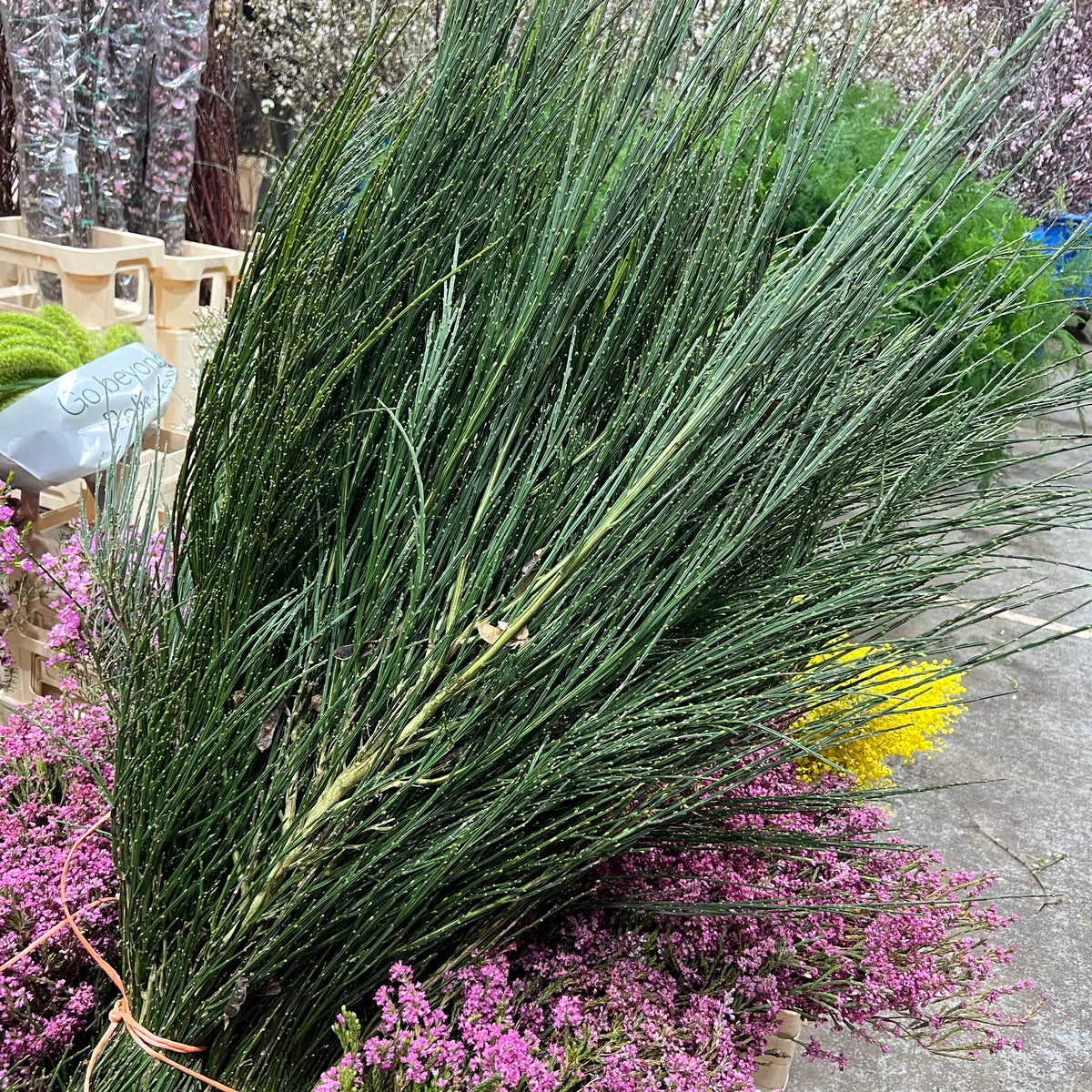 Broom &#39;Without Flower&#39; Tall (Wild) (Various sizes)