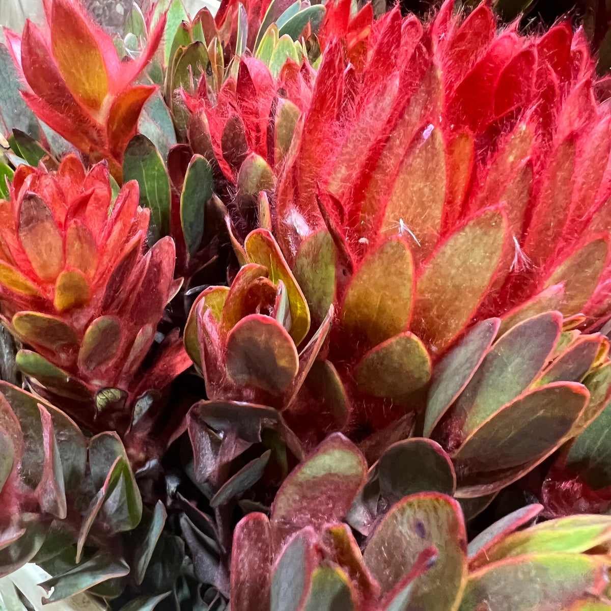 Leucadendron &#39;Nervosum&#39; (Coloured) (Various Lengths)