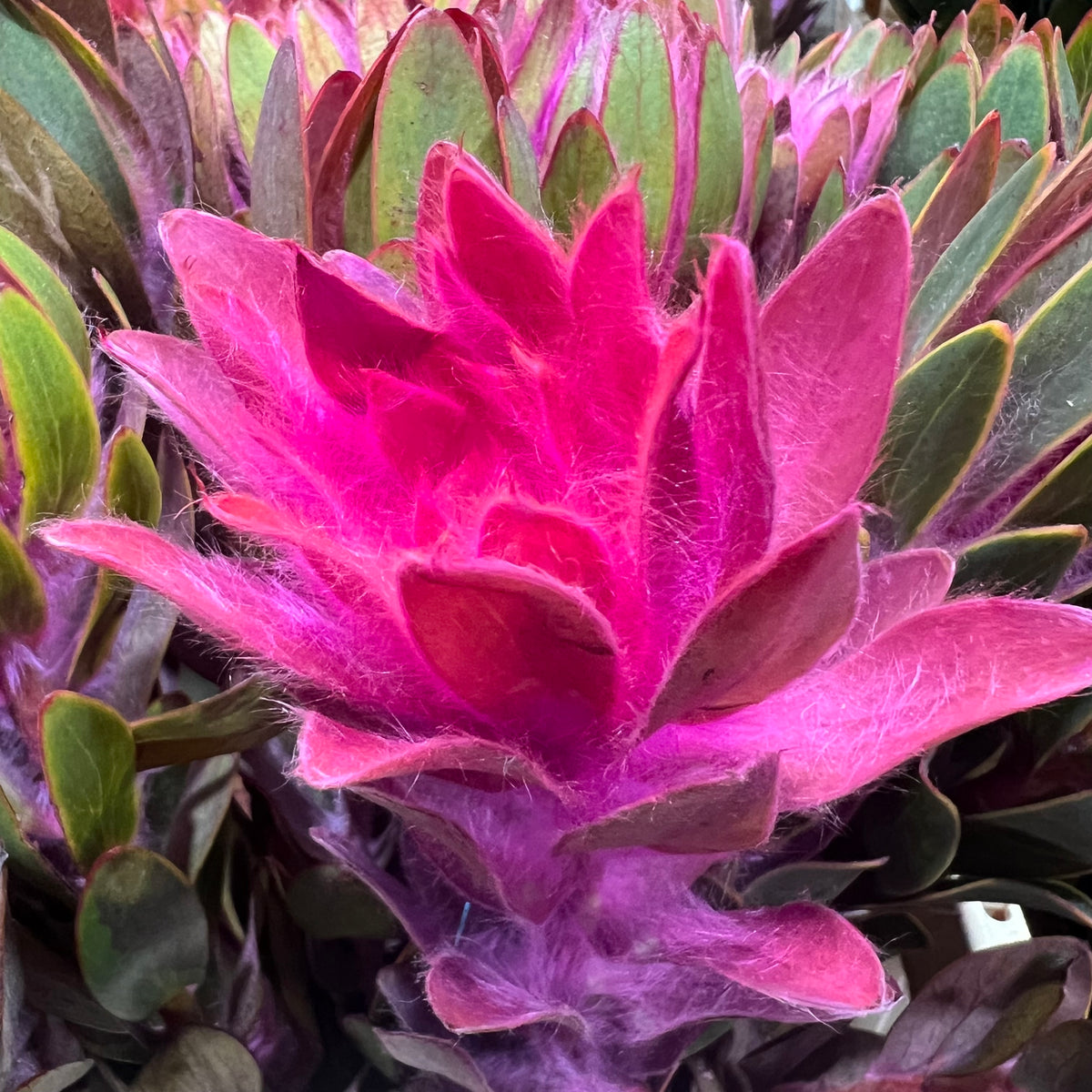 Leucadendron &#39;Nervosum&#39; (Coloured) (Various Lengths)