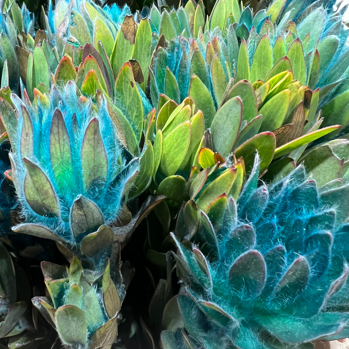 Leucadendron &#39;Nervosum&#39; (Coloured) (Various Lengths)