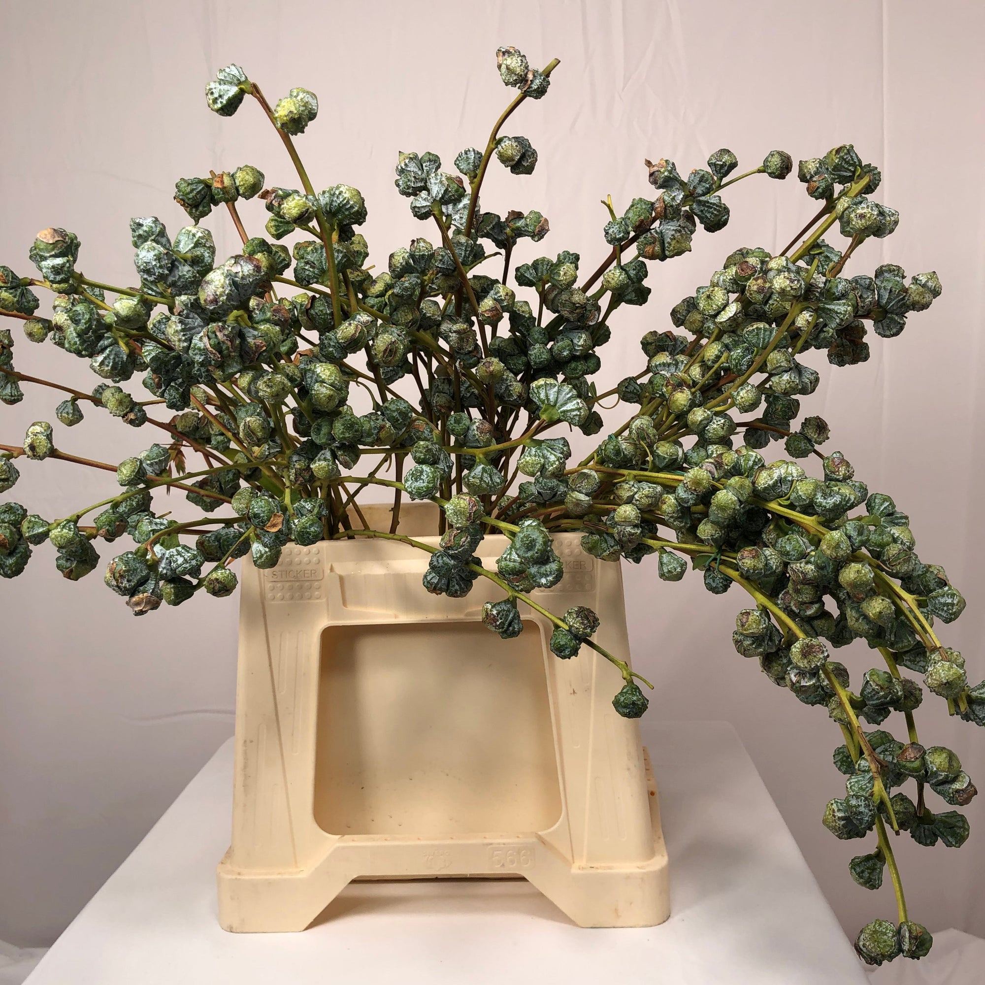 Eucalyptus 'Pods' (Various Sizes)