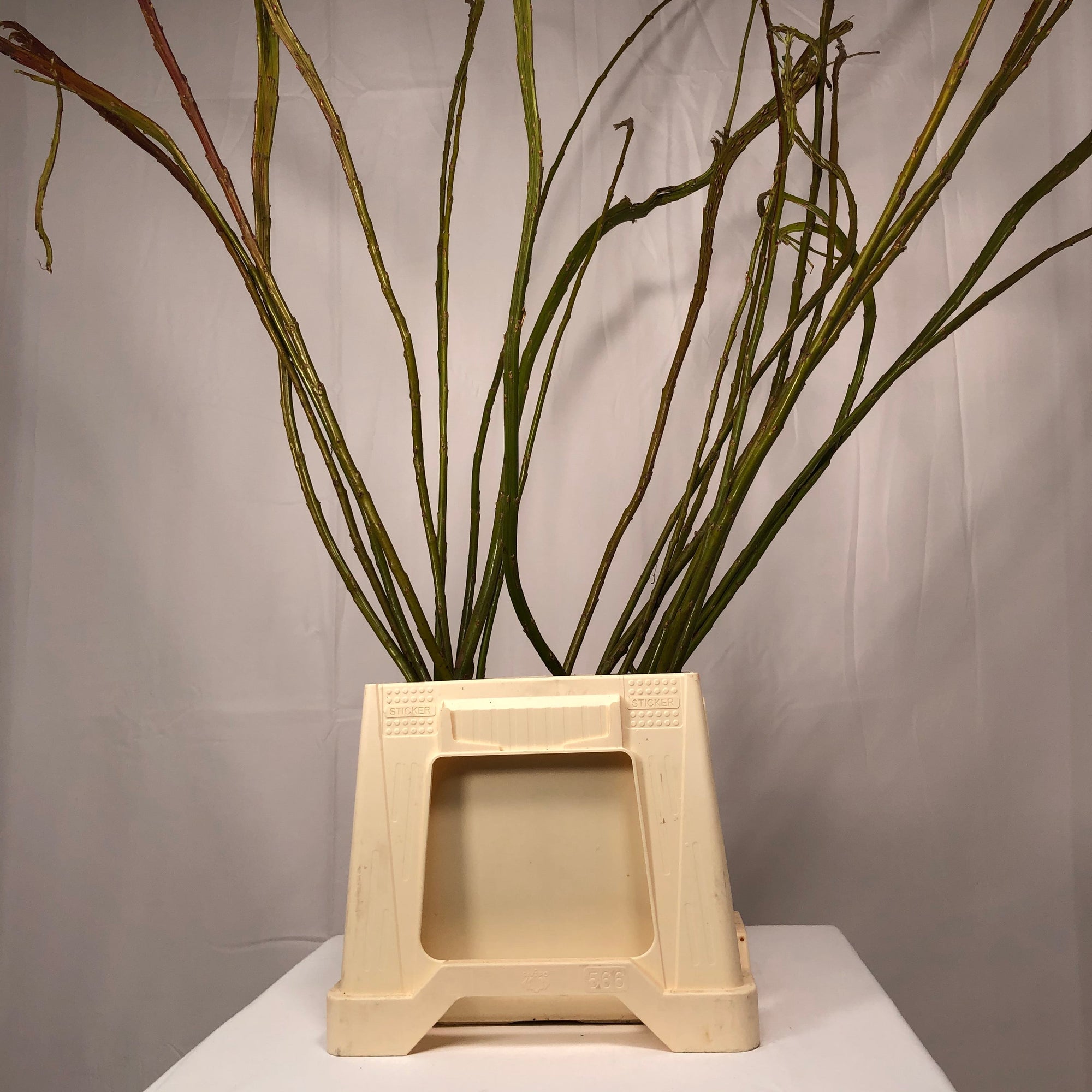 Salix 'Bandwilg Willow' (Various Lengths)