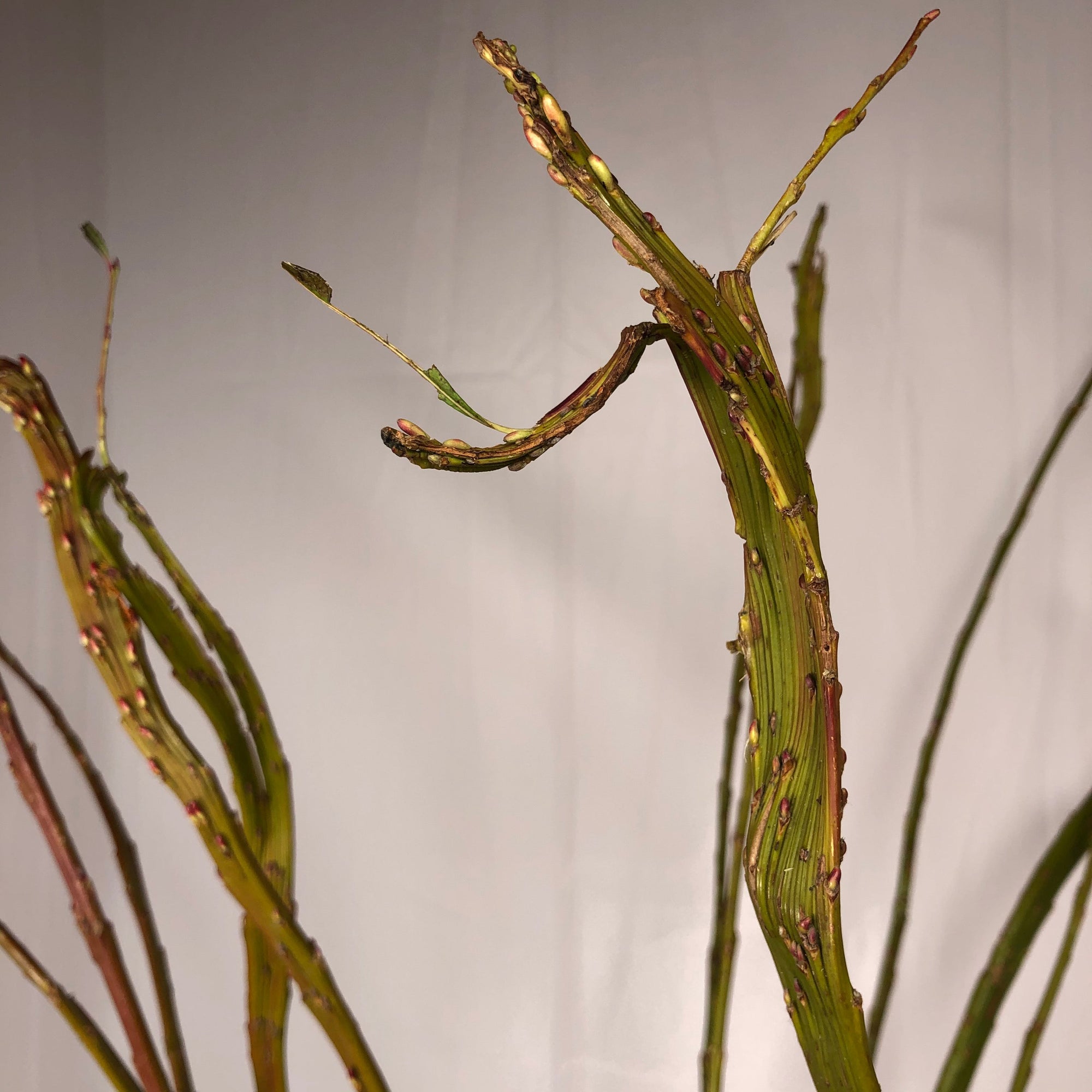 Salix 'Bandwilg Willow' (Various Lengths)