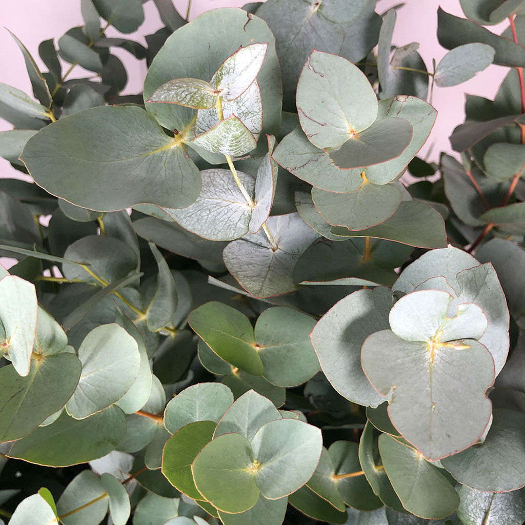 Eucalyptus &#39;Cinerea&#39; (50cm-80cm) Short-Medium lengths