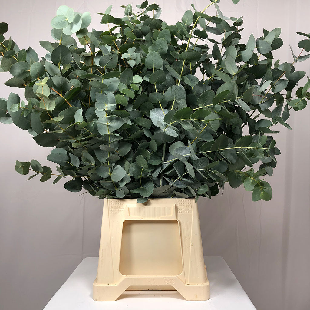 Eucalyptus 'Cinerea' (40cm-160cm) Stem Graded