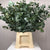 Eucalyptus 'Cinerea' (50cm-80cm)