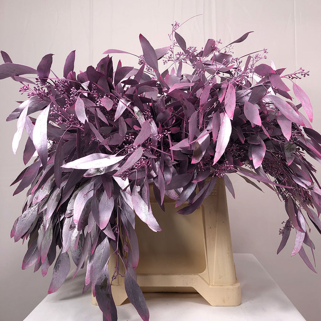 Eucalyptus 'Populus Berried' (Painted) (Various Colours) (200g)