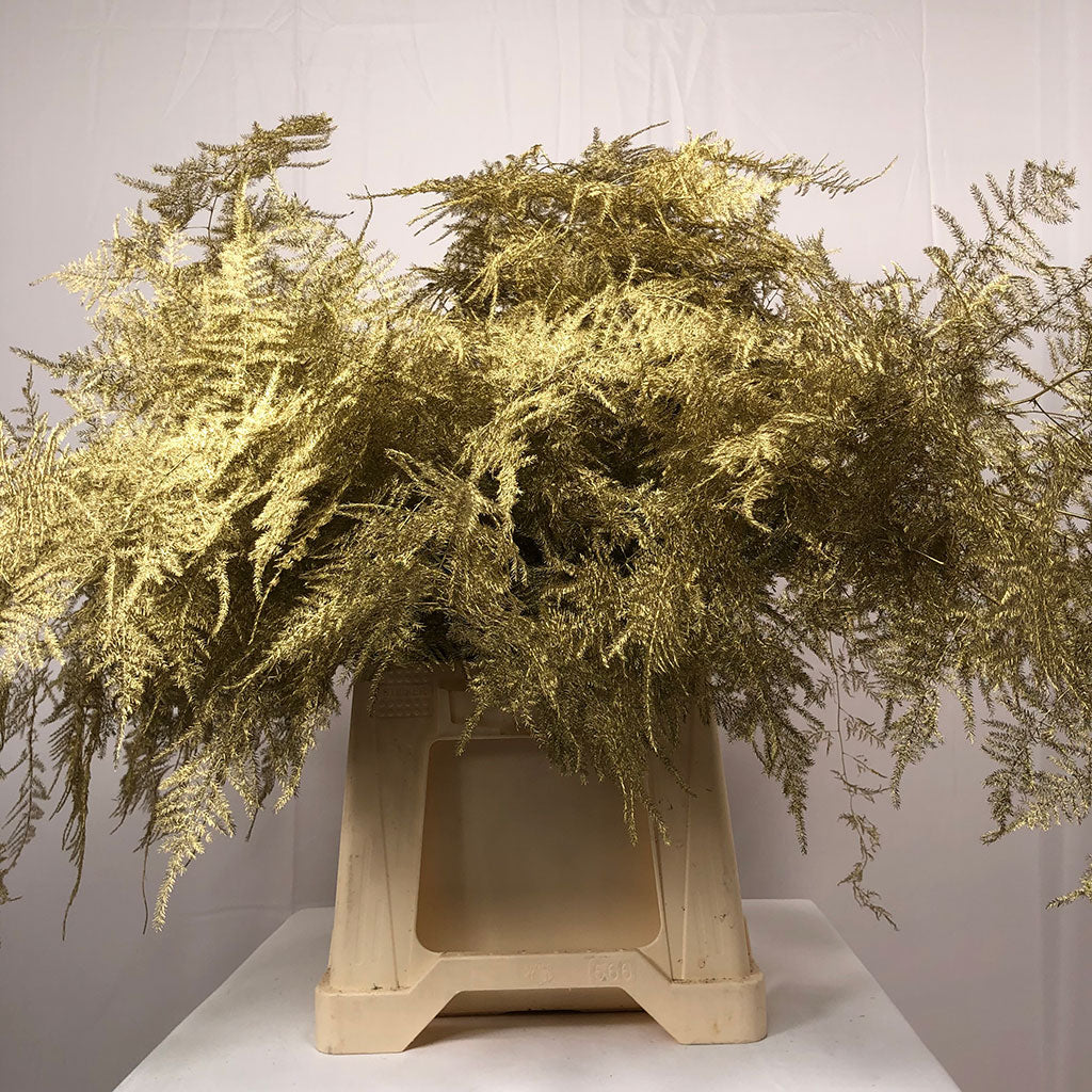 Fern 'Asparagus' (Painted) 45cm (Various Colours) (x50)