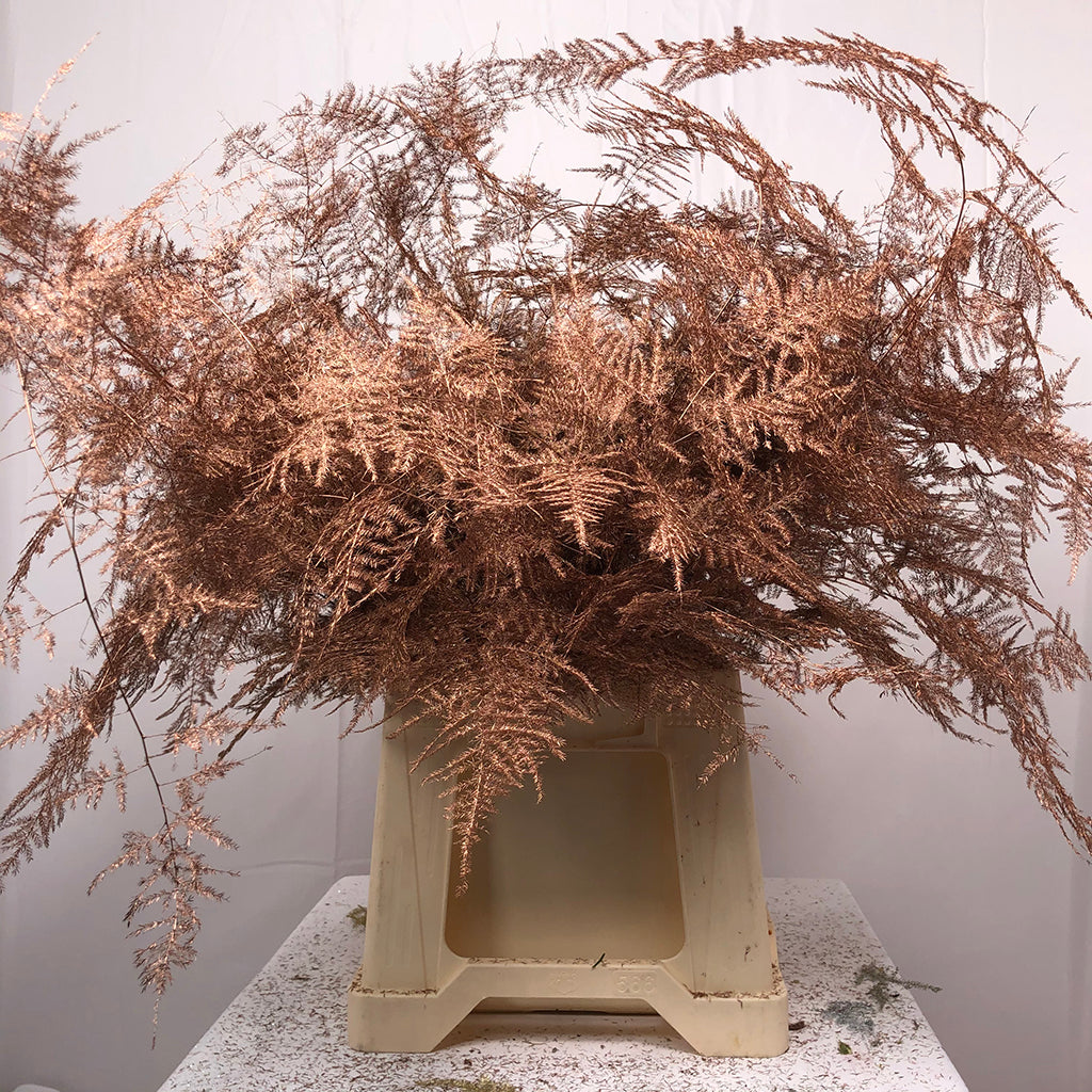 Fern 'Asparagus' (Painted) 65cm (Various Colours) (x50)