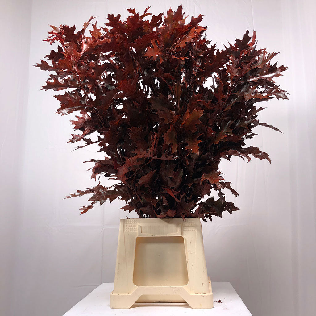 Oak &#39;Foliage&#39; (Painted) (Various Colours) (x20)