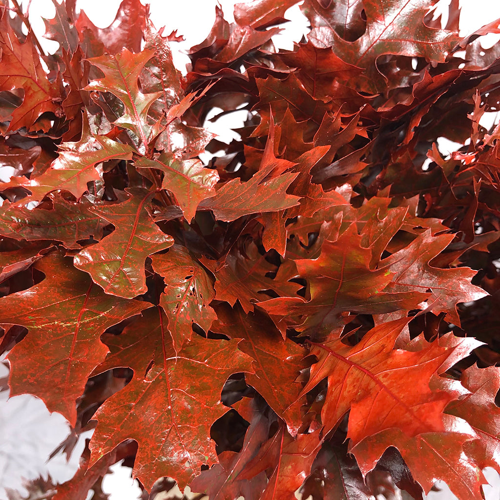 Oak &#39;Foliage&#39; (Painted) (Various Colours) (x20)