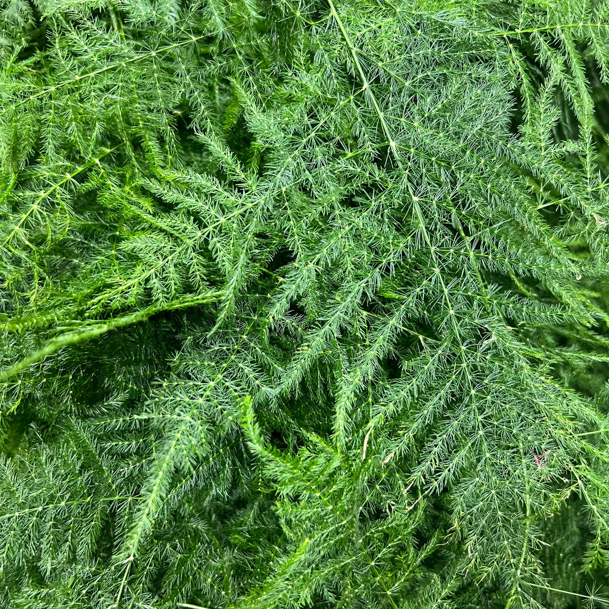 Fern &#39;Asparagus&#39; (Various Lengths)