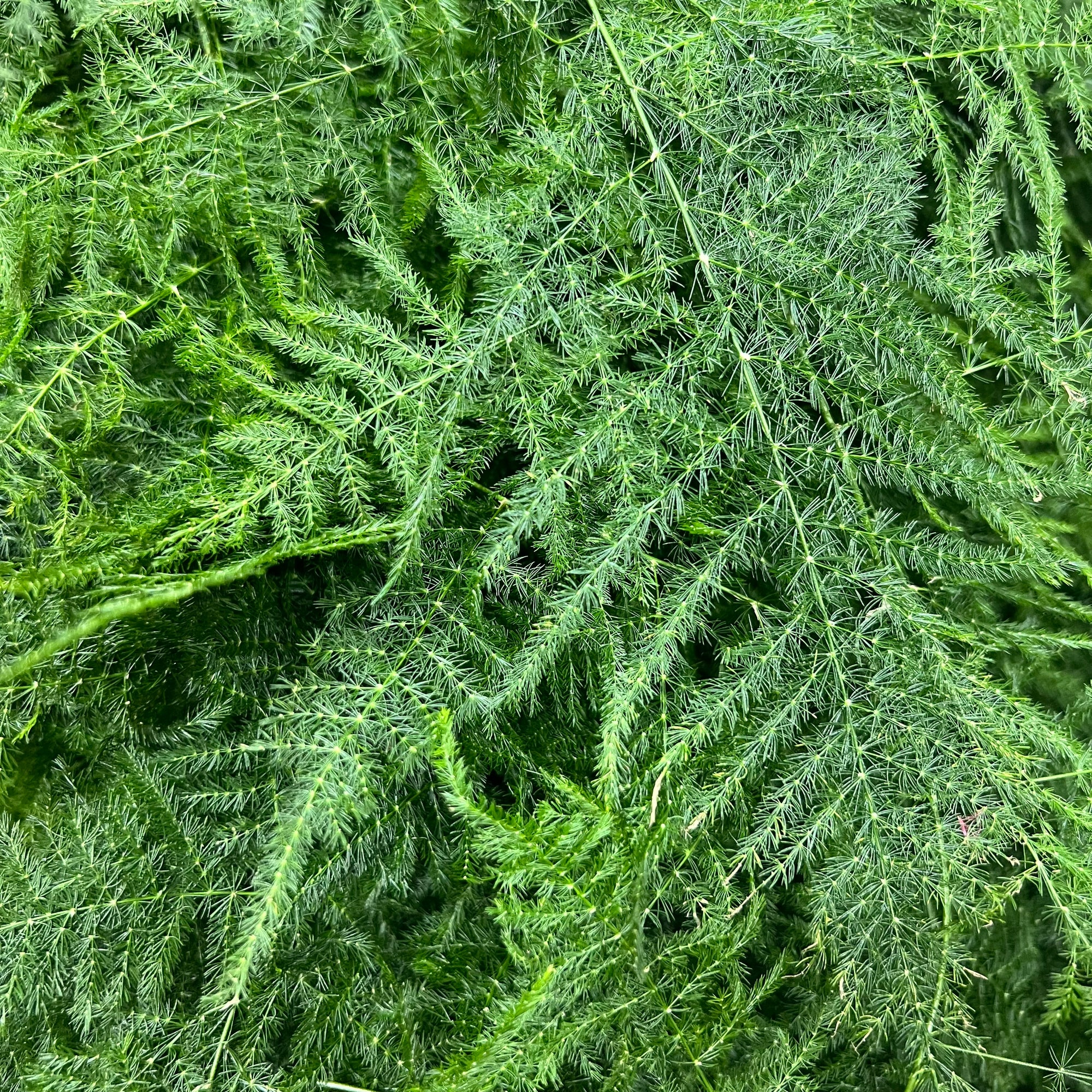 Fern 'Asparagus' (Various Lengths)